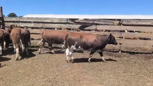  20 Vaquilla Gorda en Los Ángeles, VIII Región Biobío