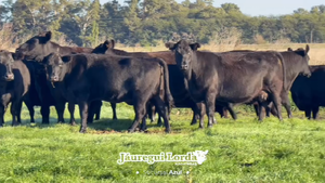  37 Vacas medio uso C/ gtia de preñez