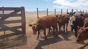  70 Vaquillonas de invernada
