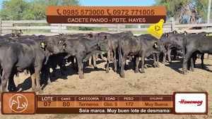  Lote 7