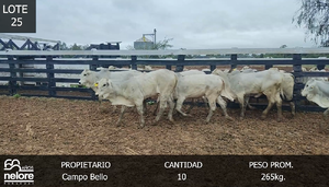  LOTE 25