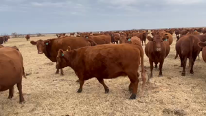  66 Vacas nuevas Preñadas en Córdoba, Adelia Maria