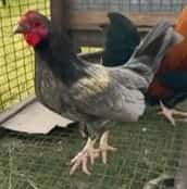  Gallo