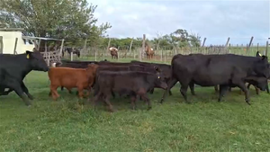  20 Vacas con Cría
