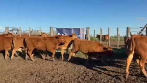  70 TERNS. MACHOS, GUAMINI, PCIA. DE BS. AS.