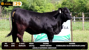  LOTE 29