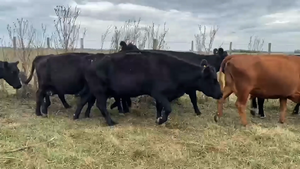  24 Vacas CUT con cría