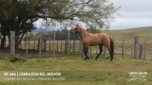 CERRAZON DEL MOJON — Escritorio Alori y Cia.