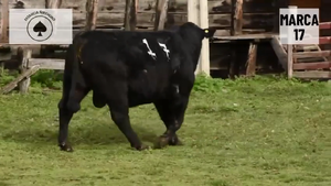  1 Toro