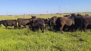  32 Terneros/as en Olavarria