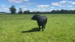  1 Toro