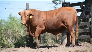  TORO