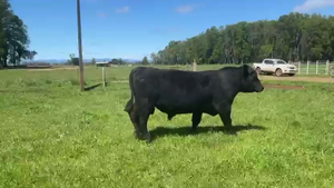  1 Toro
