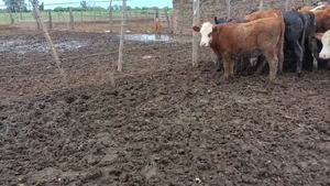  80 Novillitos Angus, Hereford, Braford y Brangus en Suardi, Santa Fe