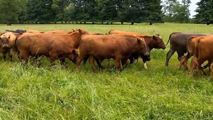  53 Novillo Engorda en Purranque, X Región Los Lagos