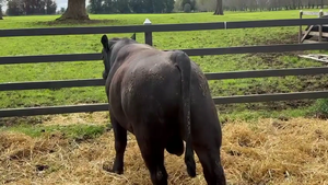  1 Toro