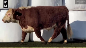  1 Toro