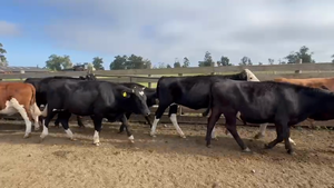  56 Novillo Engorda en Osorno, X Región Los Lagos