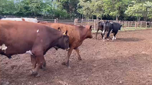  35 Novillo Gordo en Paine, Región Metropolitana