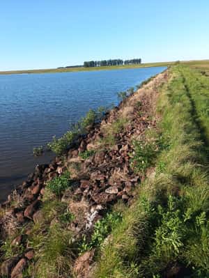 CAMPO GANADERO, AGRICOLA, ARROCERO. 
