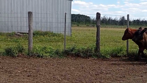  54 Terneros/as en Corrientes, Mocoretá