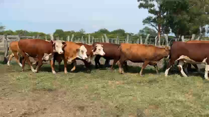  50 Vaquillonas preñadas