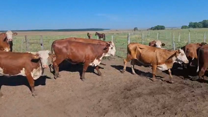  82 Vacas CUT preñadas en Corrientes, Virasoro