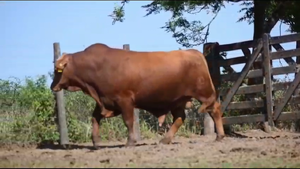  TORO