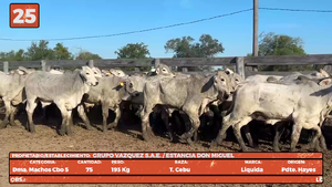  LOTE 25