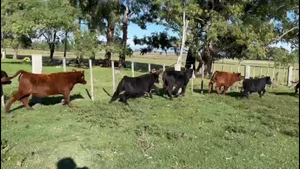  TERNEROS Y TERNERAS