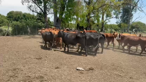  35 Vientres con servicio en Entre Ríos, Federal