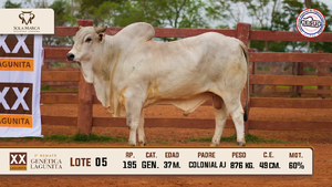Lote 5 — Sola Marca SA