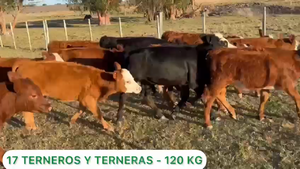  17 Terneros/as