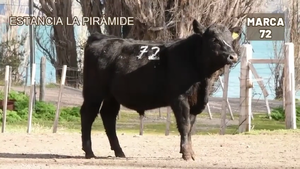  1 Toro