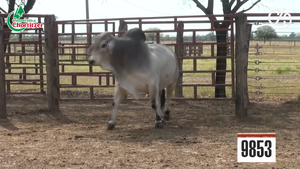  Brahman