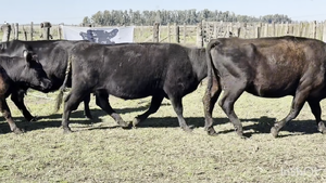  7 Vacas CUT preñadas