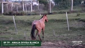  Analia Divisa Blanca