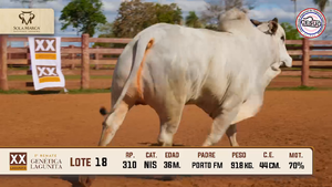 Lote 18 — Sola Marca SA