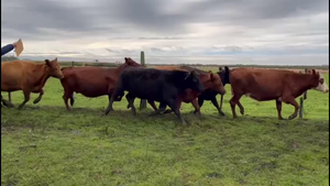  VACAS PREÑADAS