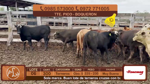  Lote 6