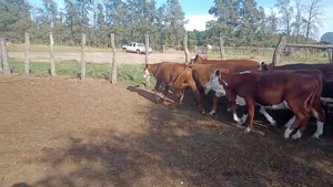  28 Terneros en Corrientes, Curuzu Cuatia
