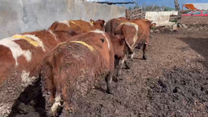  24 Vaquilla Gorda en Mostazal, VI Región O-Higgins