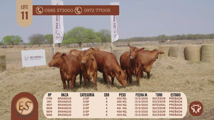  VAQUILLAS CBO 4 PREÑADAS