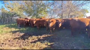  48 Novillitos