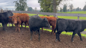  10 Ternero en Osorno, X Región Los Lagos