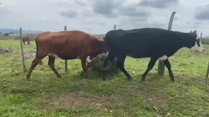  21 VACAS - 21 TER