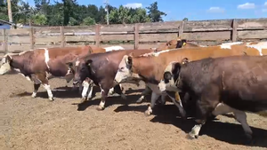  20 Novillo Gordo en Los Ángeles, VIII Región Biobío