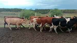  85 Vaquillonas Vacas Preñadas en Curtina, Tacuarembó