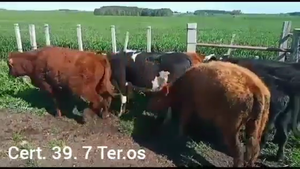  TERNEROS
