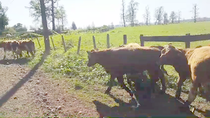  50 Novillo Engorda en Osorno, X Región Los Lagos